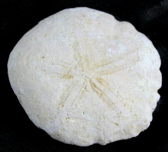 Fossil Sand Dollar (Heliophora) - Boujdour, Morocco #28528